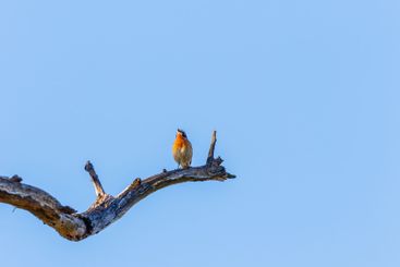 Whinchat bird perched at a tree branch and looking up to...
