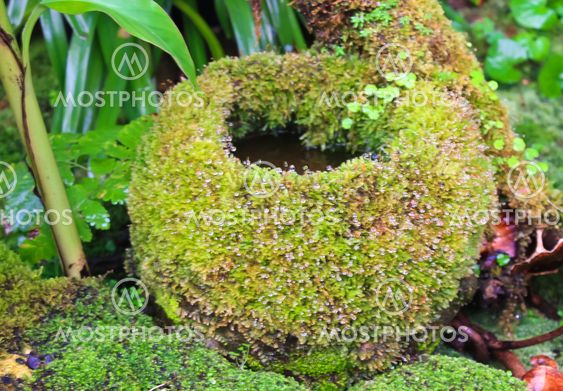 Thai Rropical plant