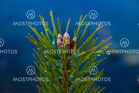 pine branch close-up