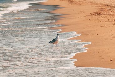 Young seagull bird at seaside shore in Vrasna, Greece