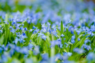 Scilla flowers blooming in the spring garden on the...