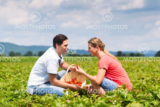 Couple picking strawberries themselves on a field