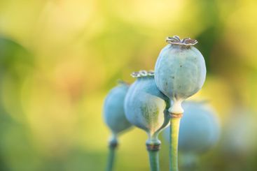Flowers, closeup and garden with blossom for spring, zen...