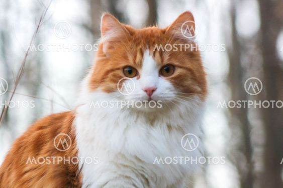 Red and white furry kitten young cat - Silvertid