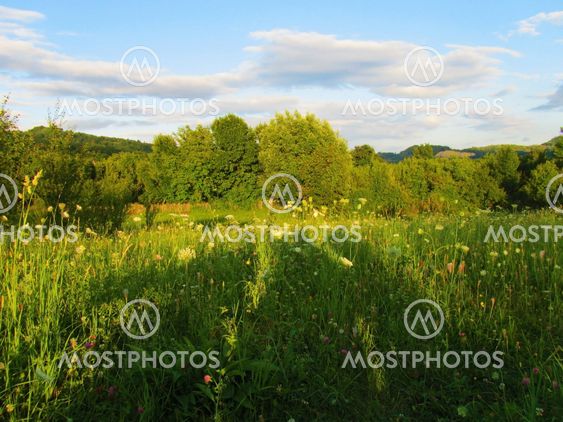 shadows on a field
