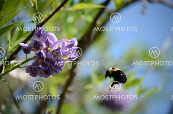 Bumble Bee