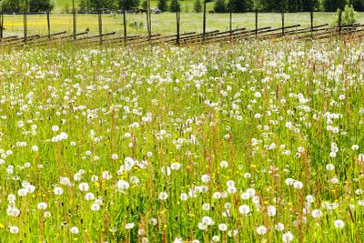 Meadow filled with summer flowers