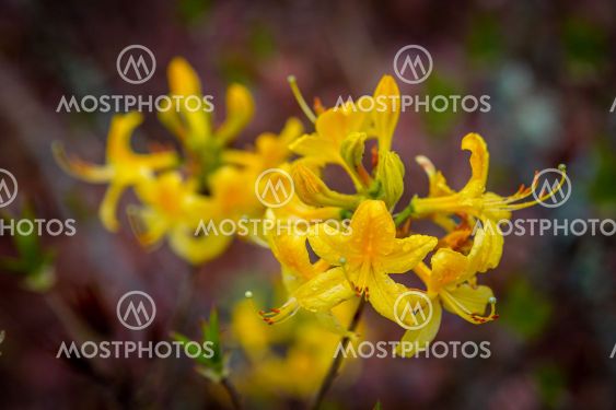 Rhododendron Flower Closeup, Ericaceae Family,...