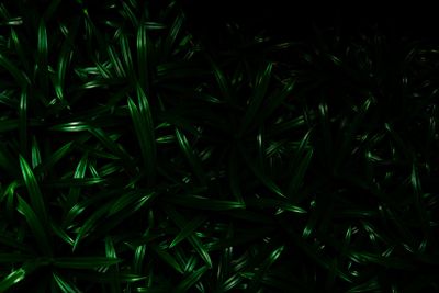 Closeup pandan leaves texture background. Green leaves...