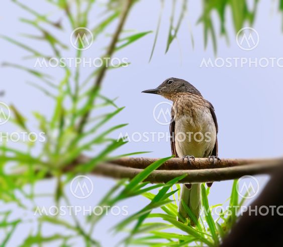 Oriental Magpie Robin, Juvenile