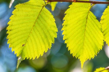 Sunlight shining through green leaves. Green leaves...