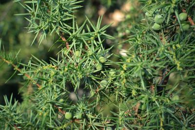 Juniperus or juniper tree with green berry