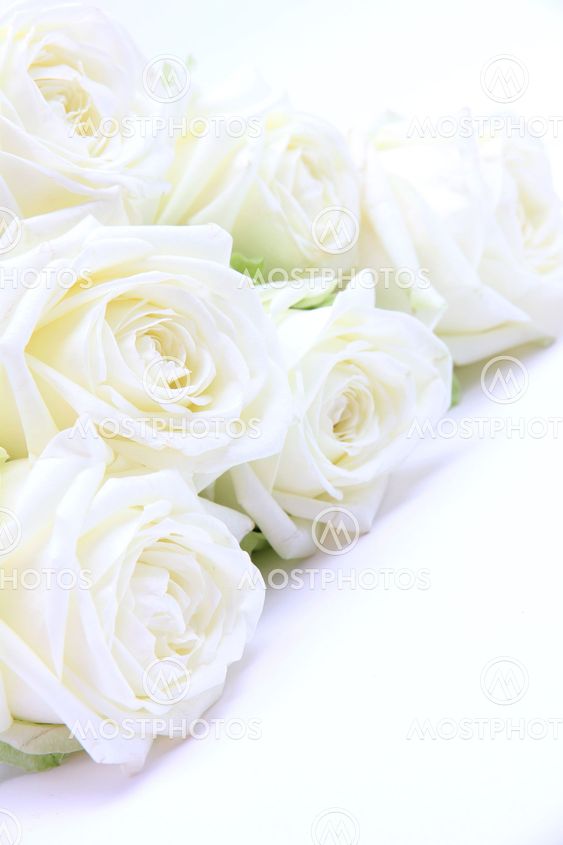Beautiful white roses