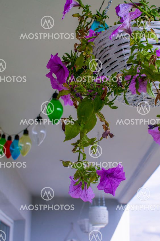 Petunia hybrida hort. ex Vilm, hanging flower in a white...