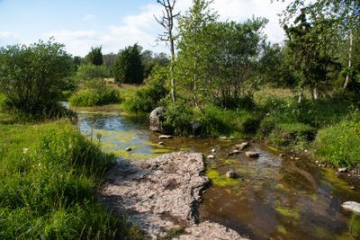 Small stream in summer