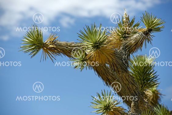 Joshua Trees