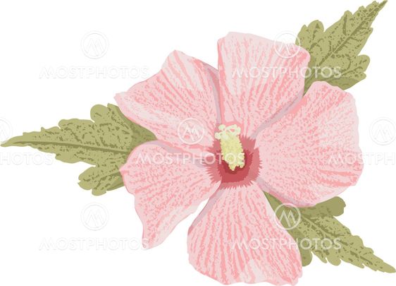 Pink hibiscus