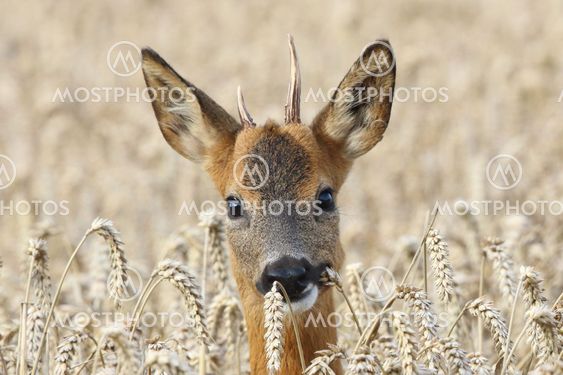 Roe Buck