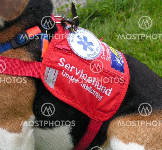 Service (Assistance) Dog
