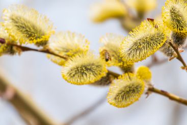 Nature awakes in spring. Blooming willow twigs and furry...
