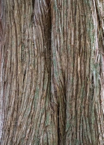 Juniper tree Bark Texture. Natural coniferous bark...