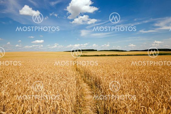 footpath in the field
