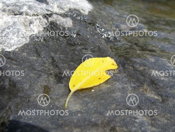 fallen leaf