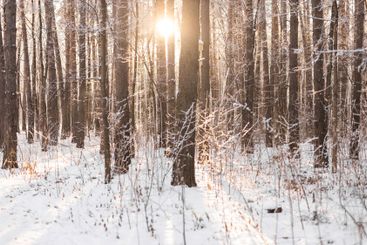 Snowy winter forest with sunlight filtering through...