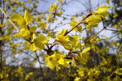First yellow bell flowers of Forsythia