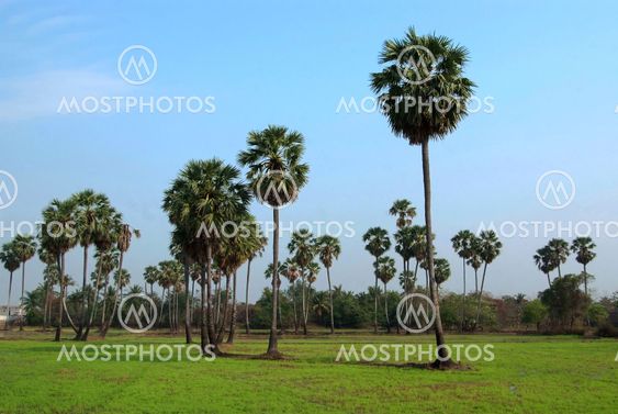 Sugar palm tree in rice field