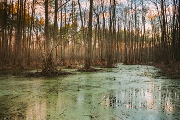 Wild Bog Swamp. Wild Bog Swamp. Nature In Early Spring.