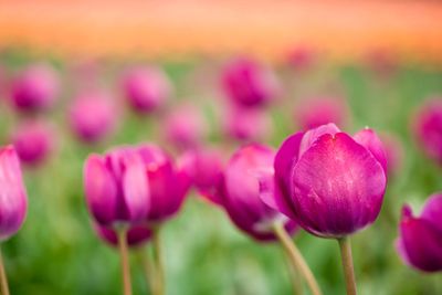 purple tulip soft focus