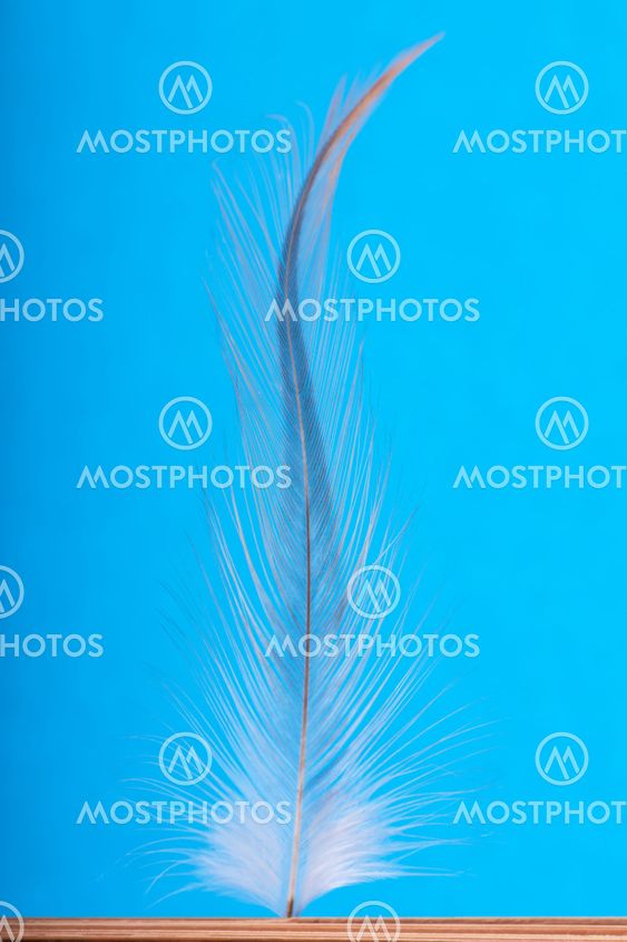 Feather