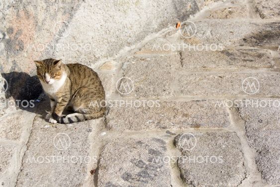 alaston tytöt saksittaminen