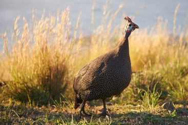 Nature, field and guineafowl with feather on grass for...