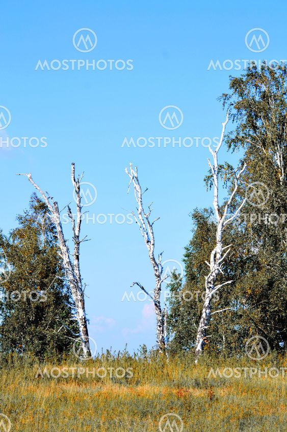 Nature Altaya