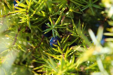 Blue Juniper berry on a tree among green needles....