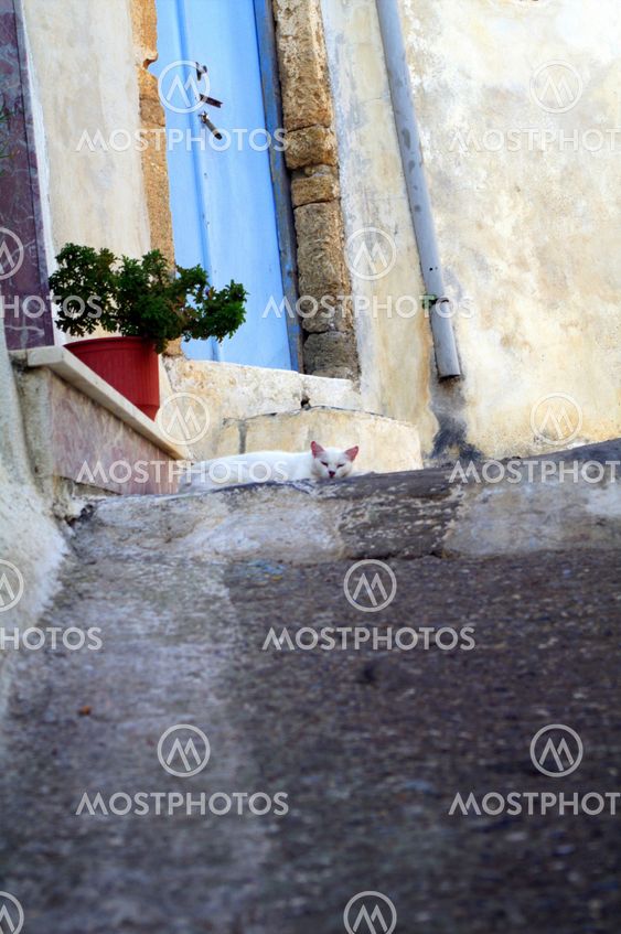 Cat on the street