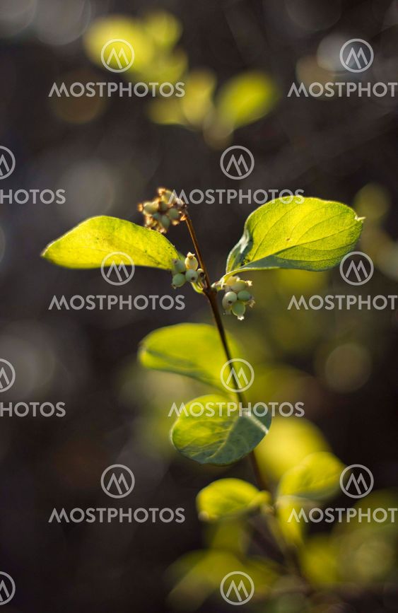 Branch with green leaves in autumn forest