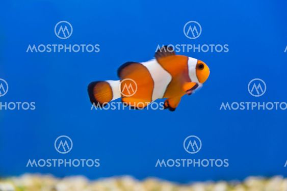 Clown fish