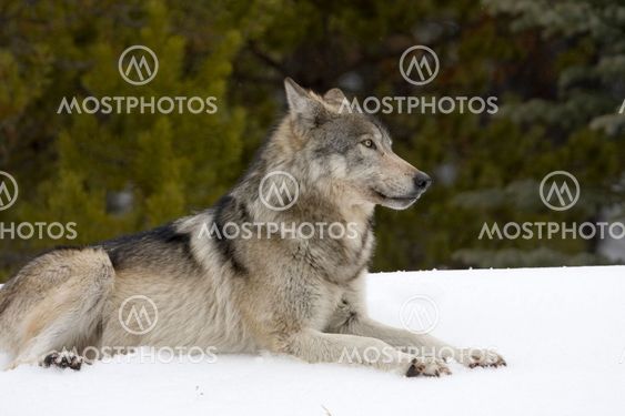 Wolf