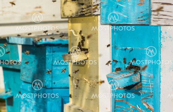 Swarm of bees fly to beehive