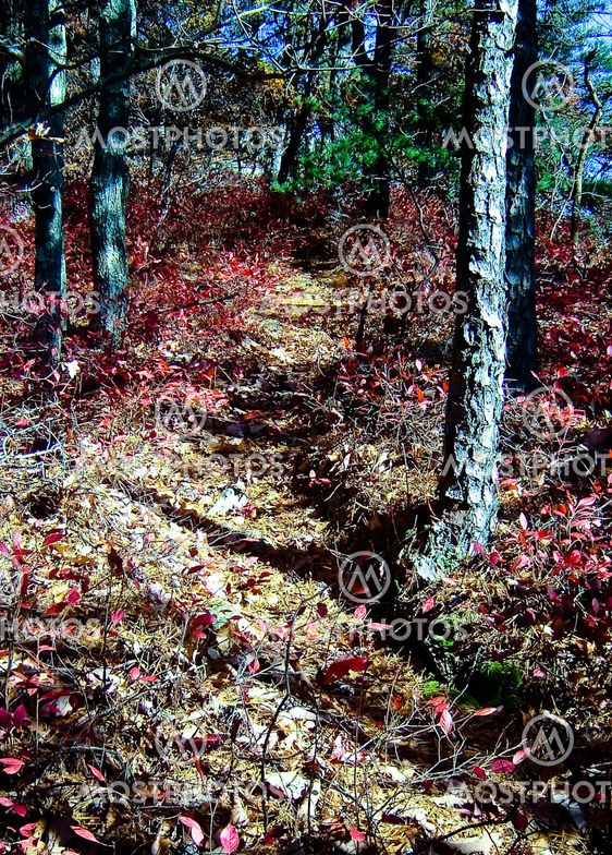 Trail through the woods