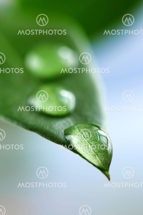 Green leaf with water drops