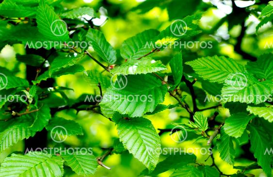 Close up of green foliage
