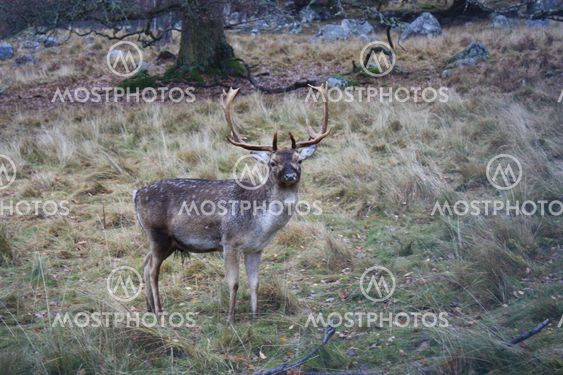 Deer watching the photographer