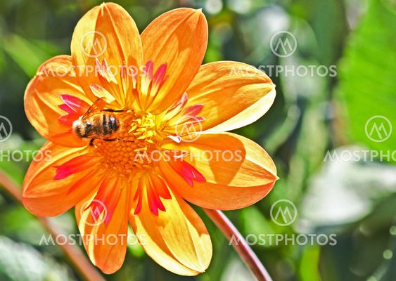 Dahlia blossom with bee