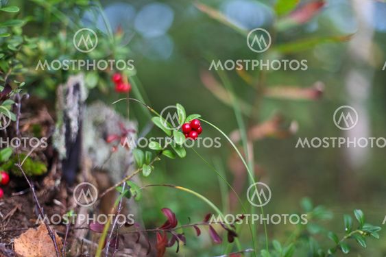 Cowberries in wood