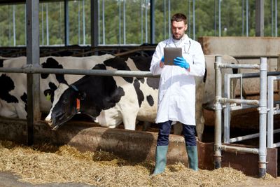 veterinarian with tablet pc and cows on dairy farm