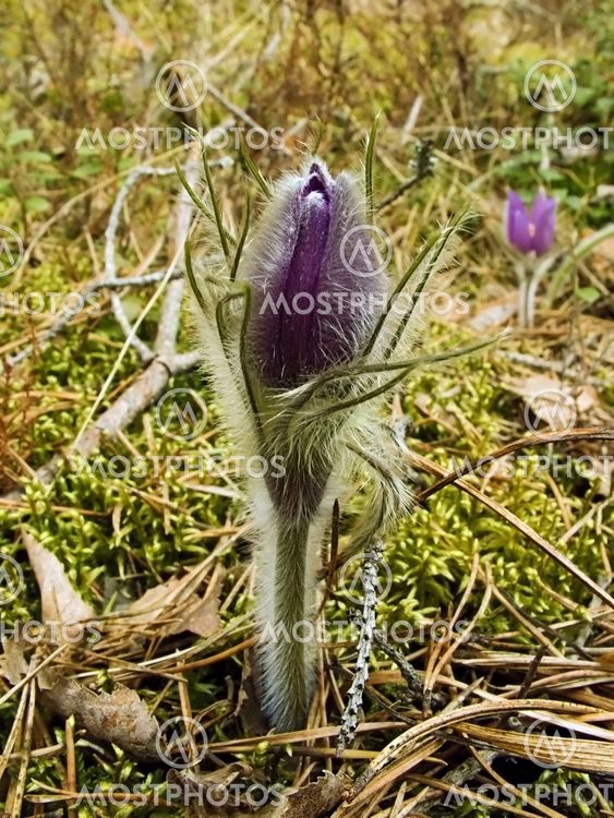 Første foråret blomst - < søn-trava >